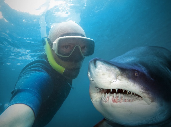 Selfy_shark